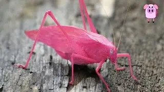 10 Cutest and Most Colourful Insects On Earth