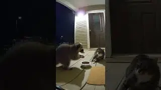 Raccoon vs Cat Showdown! 🦝🐱 The Funniest Backyard Battle Ever #FunnyAnimals #shorts