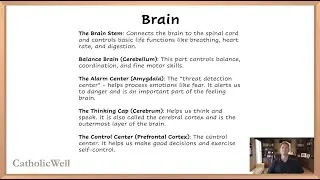 Brain