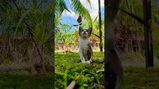 #cat #funny #dance #techno #kids #travel #cute #motivation #malaysia