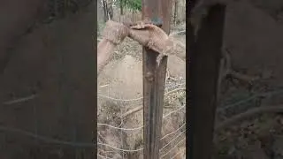 M&oacute;j spos&oacute;b na ogrodzenie pastwisk.
