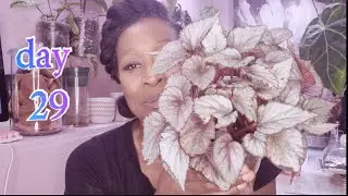 30 Days of Begonia Day #29 #silverlimbo #autumnember #jurassicsilverspot #cumbias