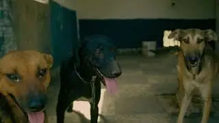 Pr&eacute;sentation du refuge pour chiens Thala N'zawech