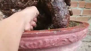(Đx))M447 gl  cốc chua 700k LH 0707713796 Khương bonsai 