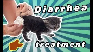 Blood in CAT and KITTEN stool/Blood in Your kitten or cat Poop / how to treat a cat