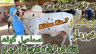 Ismail goth cow mandi 2025 Latest Cattle Rates Update 29 May 2025 | Cow Mandi 2025