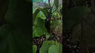 Almost ready to pick 😍 homegrown eggplant from the garden!