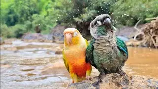 It's hot today, parrots are playing in the river : Pineapple conure, Blue conure.