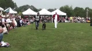 Atibox 2012 - Best Youth Brindle Male - The Boxer - www.the-boxer.com
