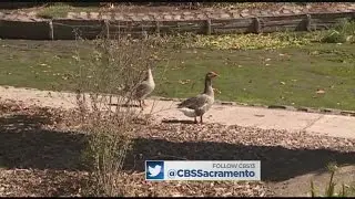 Residents Say Animals Left Suffering In Land Park Pond Restoration Project