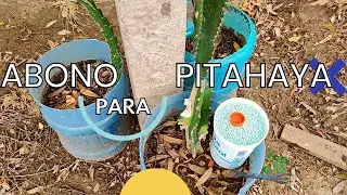como abonar pitahayas 🔴🔴abono para pitahayas. fertilizacion de pitahaya