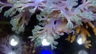 Cespitularia