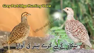 Grey Partridge Hunting Voice | شکار کے لیے گرے تیتر کی آواز | Grey Francolin Female Sound