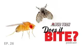 Фруктовые мушки против канализационных мух: кусаются ли они?