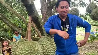 Bang Alif Durian Traveller Unboxing Buah Perdana Durian Duri Hitam Di Kebun Naugardenlinggau