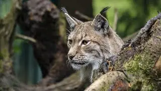 #Wunderwissen Luchs