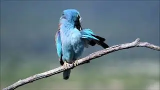 Carraca -European Roller (Coracias garrulus)