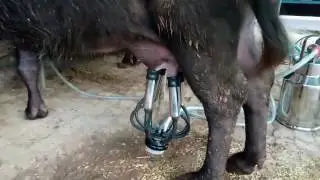 Cow / Buffalo Milking Machin, Milking Plant in India By NK Dairy Equipments
