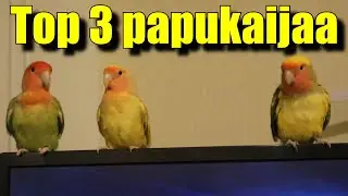 Papukaija Video