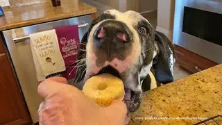 Polite Great Danes Enjoy a Fresh Homemade Donut