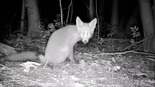 Vossen gefilmd bij Lutjegast - Foxes caught on night vision camera