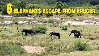 6 Elephants Escape from Kruger National Park