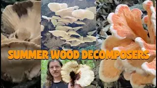 SUMMER WOOD DECOMPOSING MUSHROOMS: Mushroom Hunting in Southern Indiana