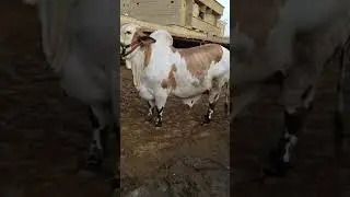 Beautiful ablak bachda #Laal baba cattle farm