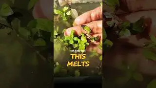 This One Mistake❌Melts Your Aquarium Plants || #aquarium #plantedtank