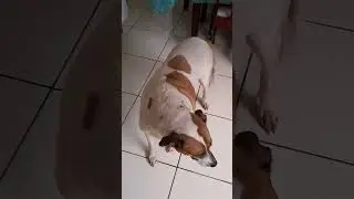 OLHAR QUEM ACORDOU #animals #pets #cute
