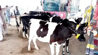 Top Quality Freisian Heifers || Fateh Pur Maveshi Mandi || After lockdown Rates update