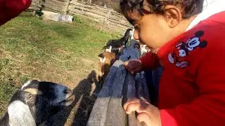 🔴Riverdale Farm Animals #Toronto #Thingstodo #Babies #Toddler #Activities