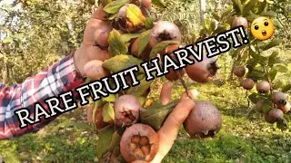 Peaceful Medlar Harvest in Our Garden | Traditional Fruit Picking🥰😍 #farmtime 