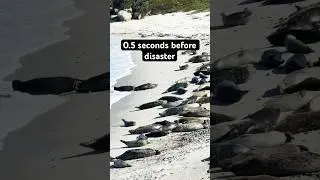They never saw it coming 😭🌊 #unexpected  #seals #ocean