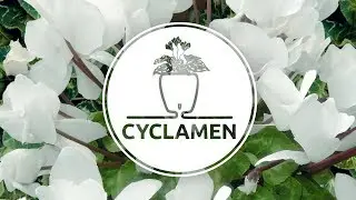 How to plant Cyclamen in a self watering DECO' Twin pot by Santino