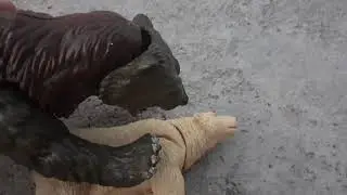 Polar bear vs. grizzly bear!- by Cintron Productions