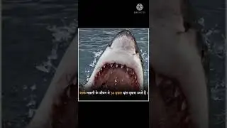 Unknown fact about shark #shorts #factvedio #factehz#youtubeshorts#factism #viralshorts #viralvedio