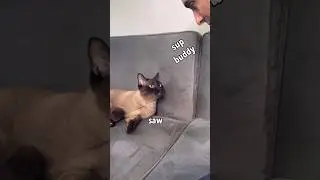 Кот не узнает хозяина без бороды