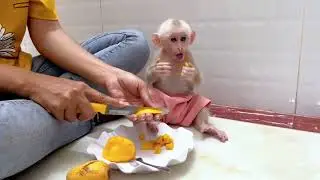 Baby monkey Miker