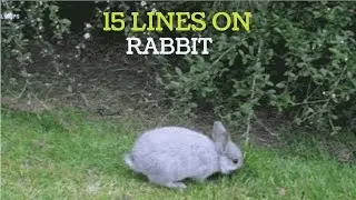 15 Lines on Rabbit in English, Short Paragraph/Easy Essay on Favourite Animal : 