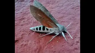 Warming & Takeoff: ♀ Ello Sphinx Moth/Calentamiento y Despegue de ♀ Alevilla Cach&oacute;n (Erinnyis ello)