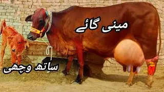 (03027249805)1jan 2026 cholistani jarse cow 🐄 for sale on YouTube 