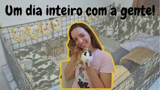 ROTINA COMPLETA DIÁRIA: como é meu dia a dia com os porquinhos e muitas dicas!