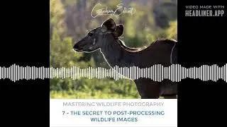 Mastering Wildlife Photography Part 7  The Secret to Post Processing Wildlife Images
