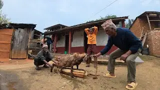 Special Goats Cutting in Village Nepal ||  Goats Cutting in  2082#goat_cutting#goat_cutting_in_nepal