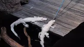 Field Trip Friday: Albino Alligator Feeding