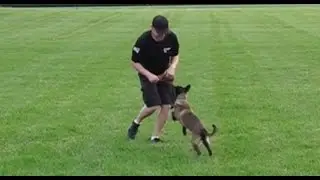 Dog Training: 5 Day Private Seminar! 15 Week Old Belgian Malinois, Fury! PART 1
