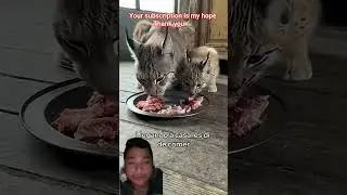 #tiger #video #video #1millionviews#short #animals #videoshort
