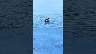 Goose with Avian Flu