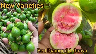 Red Diamond 1 Guava Farming 45% Celsius Main Successful Plant 